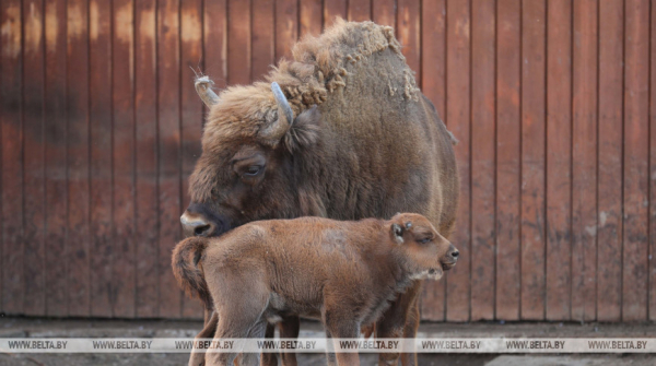Bison with calf relocated to Cherikov forestry