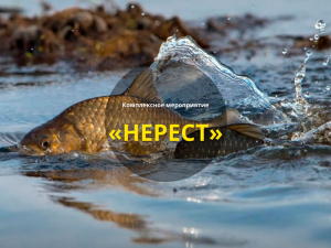 Комплексное мероприятие «Нерест»