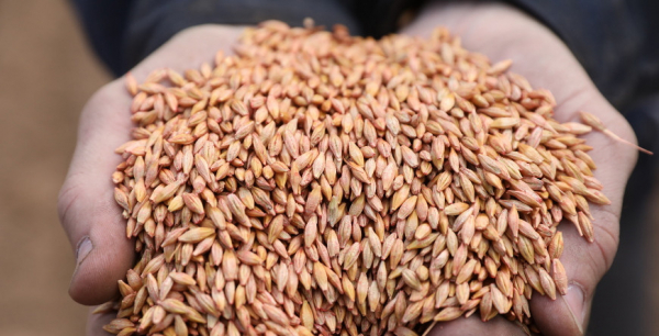 Belarus&#039; grain harvest reaches 2m tonnes